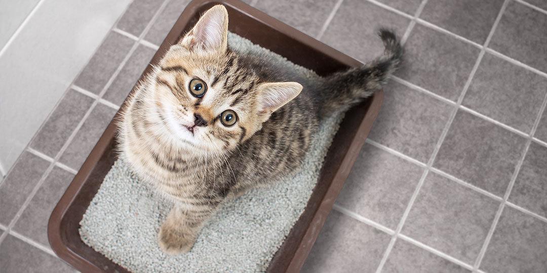 Can You Flush Cat Litter Down the Toilet?