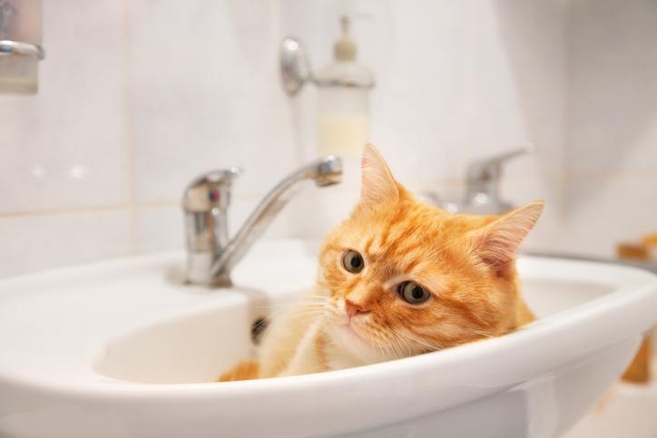 Pets and Your Plumbing: What You Need to Know