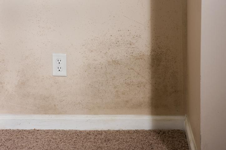 What Causes Mold in a Basement?