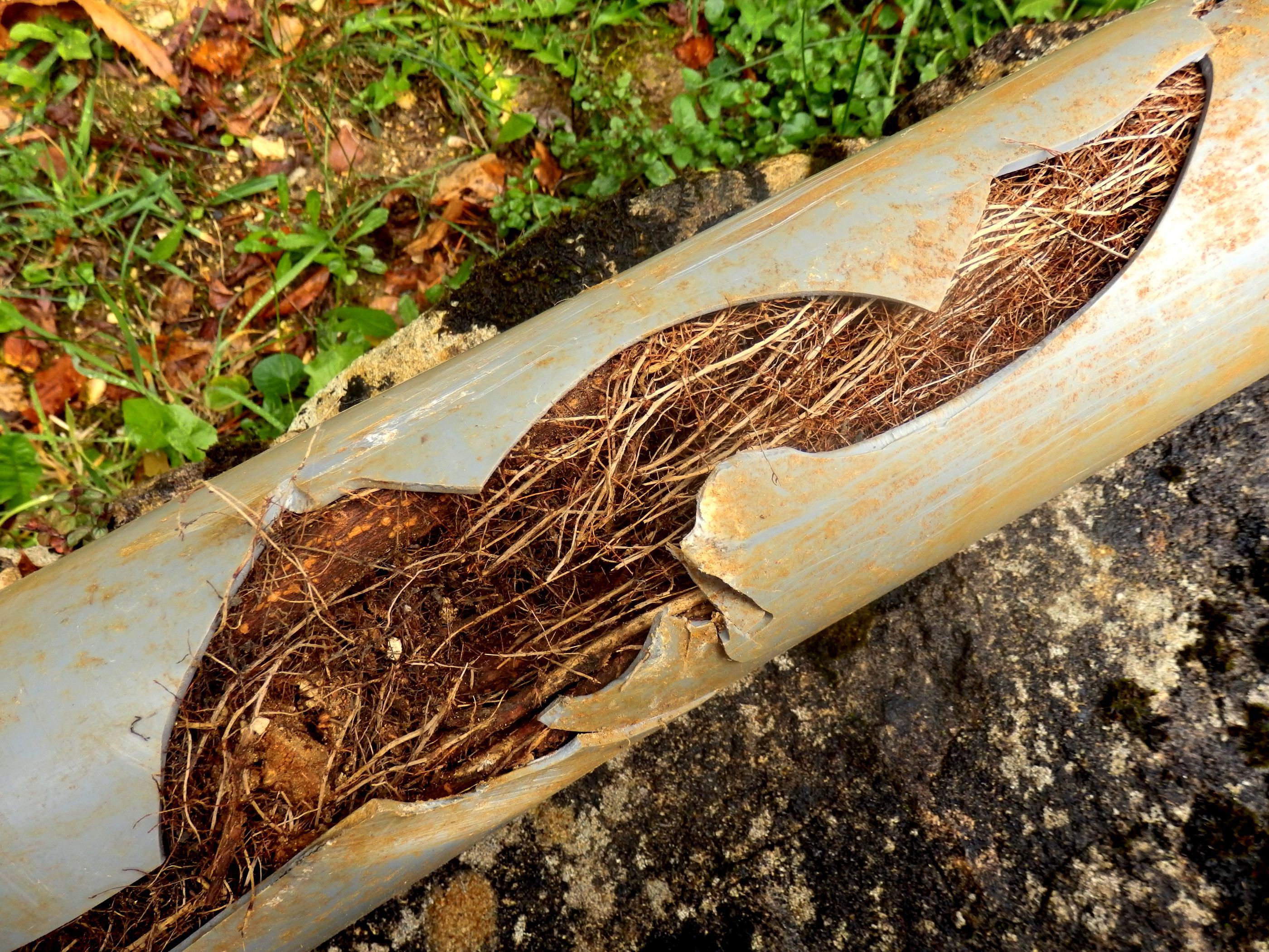 Small Roots, Big Problems: Preventing Pipe Damage